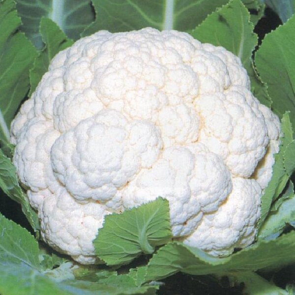 Cauliflower Snowball White Seeds